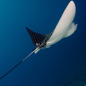 Cozumel Eagle Ray, 2008