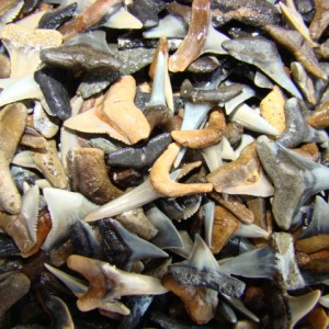 Shark teeth