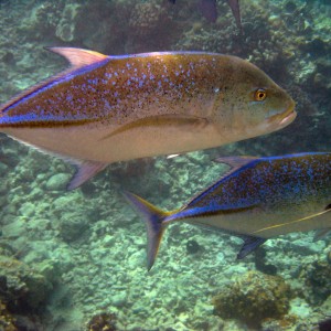 Maui diving