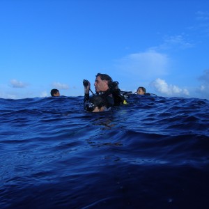 Diving with Bullsharks in Playa Del Carmen, Mexico