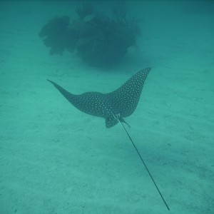 Key largo diving