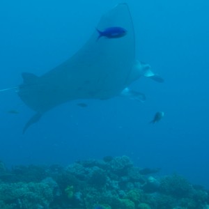 Mantas in Kadavu, Fiji