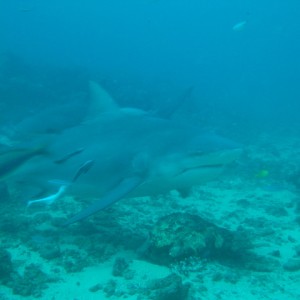 Bull sharks in Fiji