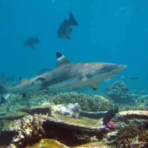 Blacktip Reef Sharks in the Fiji Islands