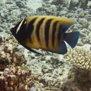 Great Barrier Reef Aug 2008