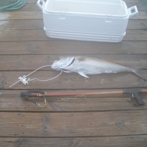 Second Speargun Fishing
