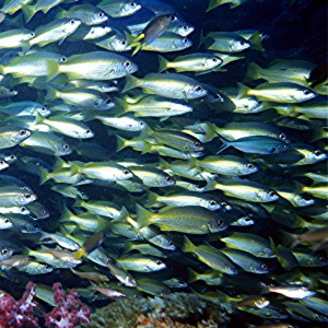 Yongala Wreck - Townsville Australia