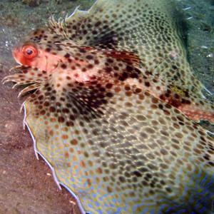 Lembeh Straits