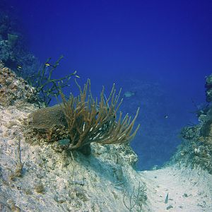 Cayman Underwater