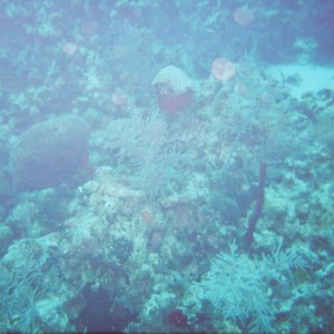 Grand Cayman 2009
