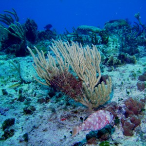 Cozumel 2009