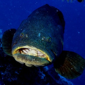 2009 Dry Tortugas