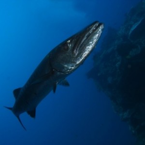 another selection of Bali Diving!