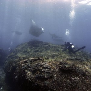 When the PADI guys came for clean up day 2009