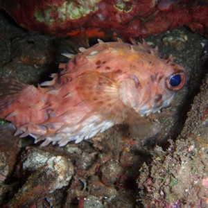 Indonesia: Bali, Lembeh, Bunaken