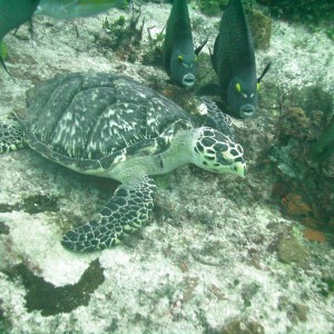 Cozumel Photos