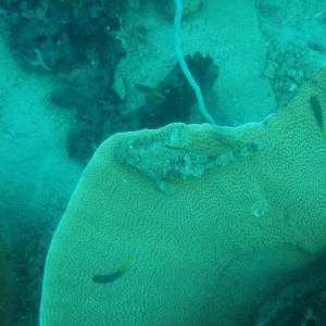 Diving in Pattaya