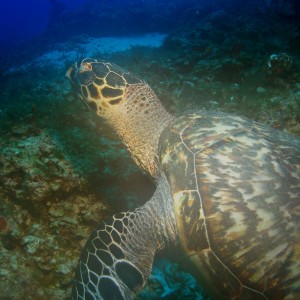 Cozumel 2010