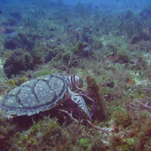 Cozumel06/2009