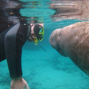 Manatees March 2010