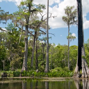 Wakulla and Leon Caves, Waters, and Wildlife 4-9 thru 4-11-10