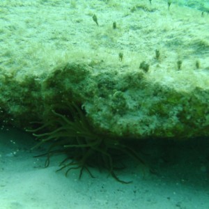 Shore Dive at Cozumel