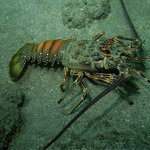 Carribean Smooth Tailed Lobster