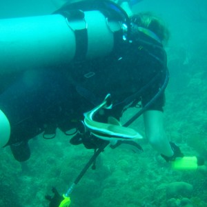 2nd Dive - Cottage Reef - Whitehouse Jamaica