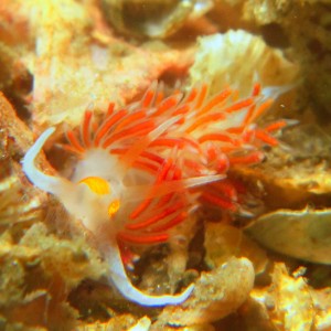 Nudibranch