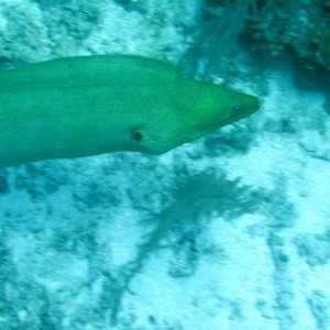 2010 Roatan