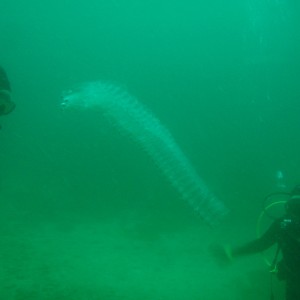 Socal diving