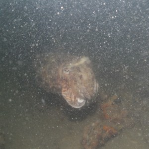 underwater pictures