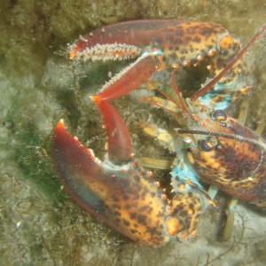 Sandwitch Beach