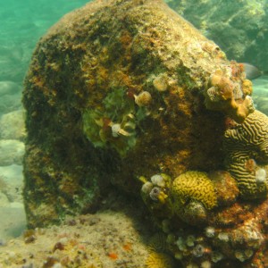 Curacao, Three Fingers, Ocean Encounters