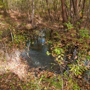 Wakulla 10-24-10