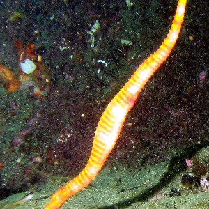 Pipefishes