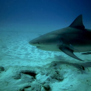 Bull Shark