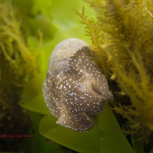 California Nudibranchs