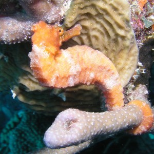 Bonaire 2010