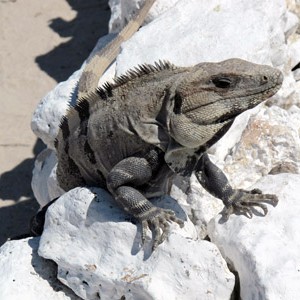 Cozumel Feb 2011