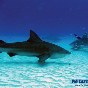 Bull Sharks of Playa Del Carmen