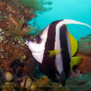 Diving Tulamben Bali, 2011.