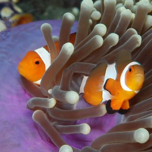 Komodo and Lembeh