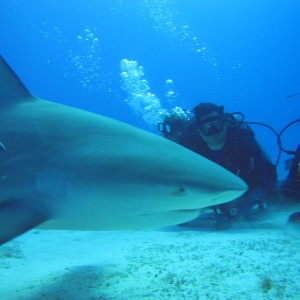 PHANTOM DIVERS SHARK ATTACK