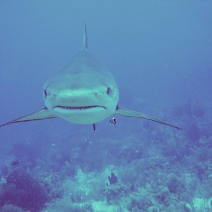 Roatan Shark Dive