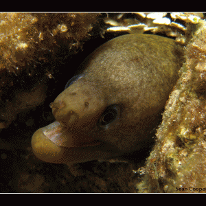 Night Dive - Shark's Bay, Sharm el-Sheikh