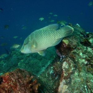 Ric's best of 2010-2011 underwater, Similans & Burma