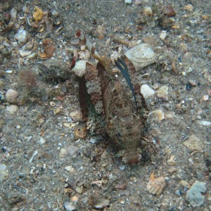 2011 Blue Heron Bridge - Scuba Trolls