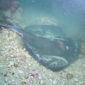 Diving in Tobago