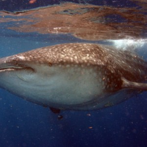 Whale Sharks Mexico 2011